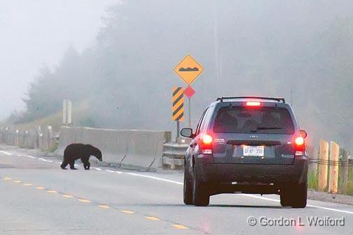 Bear On A Bridge_02357.jpg - Photographed on the north shore of Lake Superior near Wawa, Ontario, Canada.